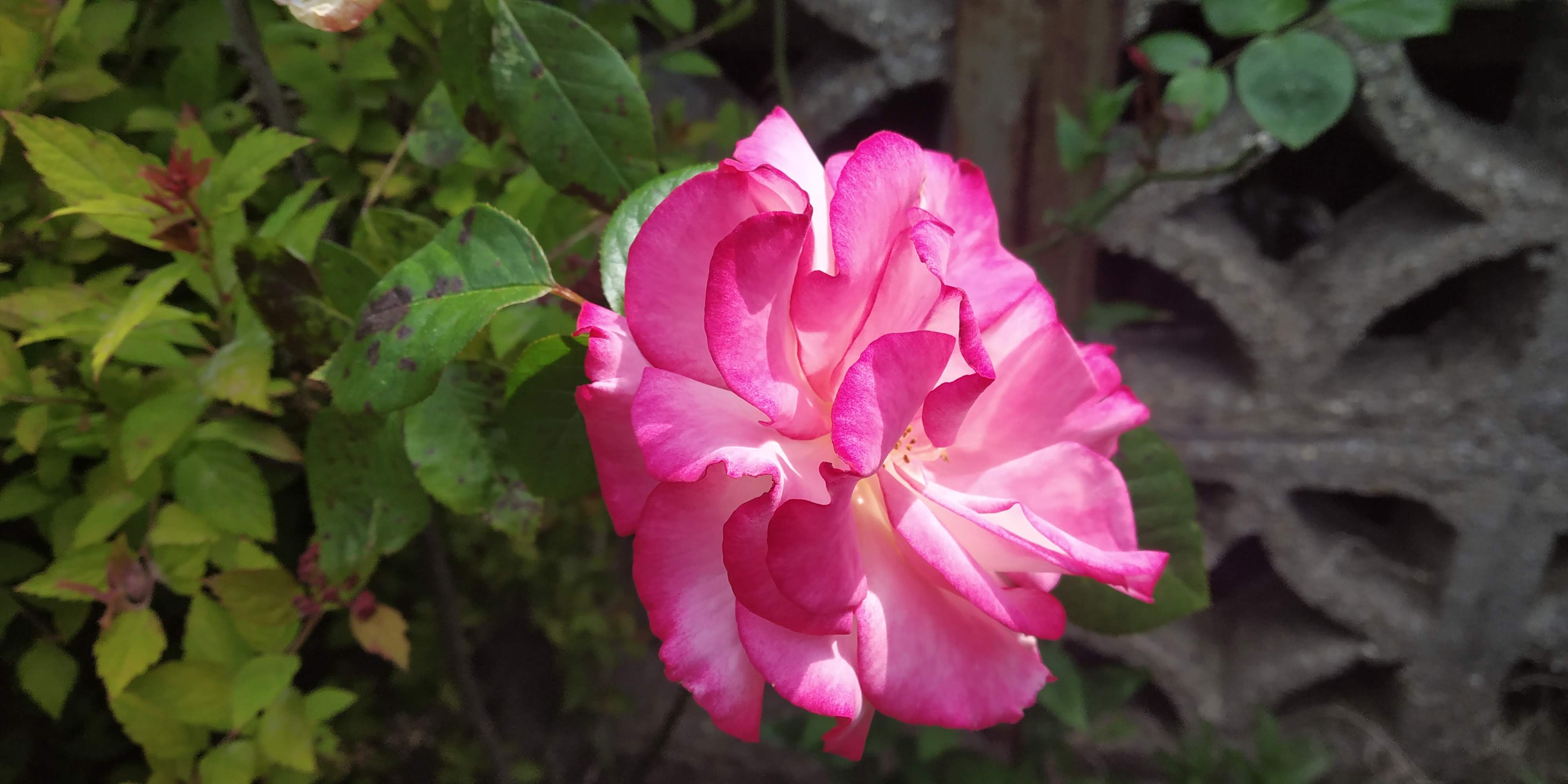 Pink Rose