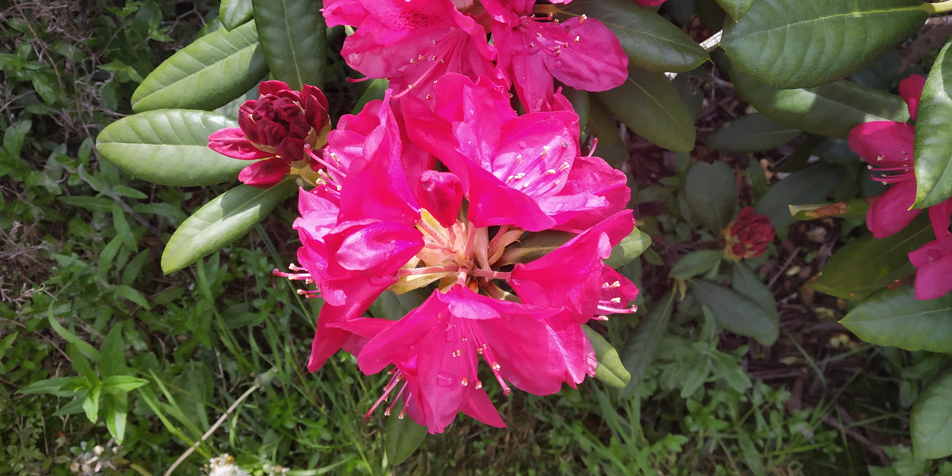 Rhododendron Pink Flower