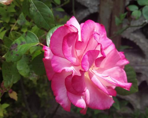 Pink Rose