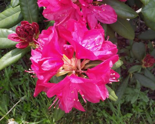 Rhododendron Pink Flower