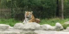 Chesington Park Tiger